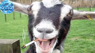 Реакция козла на сигарету/The reaction of a goat on the cigarette
