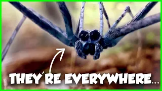 These Are The WEIRDEST Spiders in the US