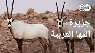 وثائقي | جزيرة الظباء البيضاء - جنة أبو ظبي للحياة البرية | وثائقية دي دبليو