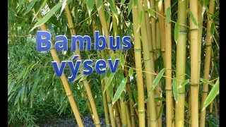 Bambus #bambus #seed #garden #hobby