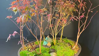 Japanese Maple Bonsai Forest progression from May 2020 to June 2022