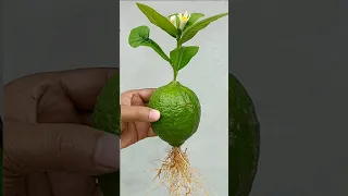 Grow lemon unique way || lemon tree from lemon🍋 #shorts