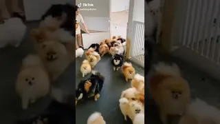 Aww So Cute Baby Pomeranian Dogs 😍😍 TikTok pomeranianlovely