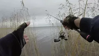 За щукой по камышам. Рыбалка в Ладоге без лодки.