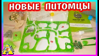 Первая Муравьиная Ферма с Муравьями / Заселение / Как ухаживать? / Alisa Easy Pets