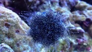 Sea urchin (Mespilia globulus)