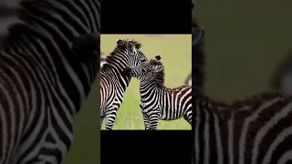 Why do zebras have stripes?