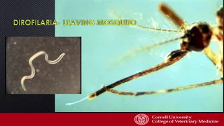 Common Blood-borne Parasites of Cats and Dogs in Shelters - conference recording