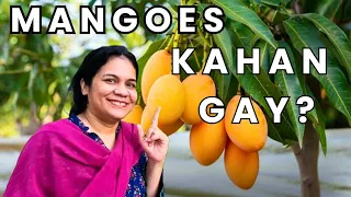 Instant  Kachay Aam (Keri) ka Achar ||  Keri ki Chatni || Mango Pickle