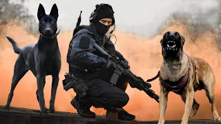 Top 10 Mejores Razas De Perros Militares Y Policías