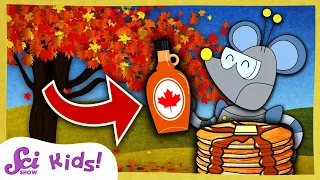 Where Does Maple Syrup Come From? | Winter is Alive! | SciShow Kids