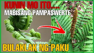 Kunin Ito !!! BULAKLAK NG HALAMANG PAKU ISANG MABISANG PAMPASWERTE  | Bhes Tv