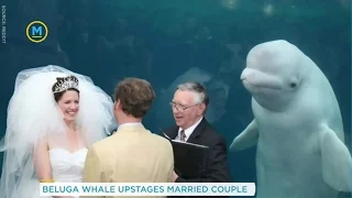 A couple's wedding was photobombed by a beluga whale | Your Morning