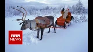 How do Reindeer Survive in the Arctic?  - BBC News