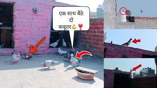 ||पहली बार बैठे एक साथ दो काबूतर|| pahli bar Baithe Ek Sath do kabutar||😱💪❣️