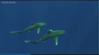 Oceanic Whitetip Sharks Courting Ritual