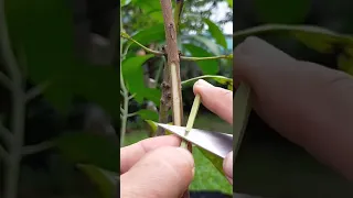 AMAZING GRAFTING TECHNIQUE