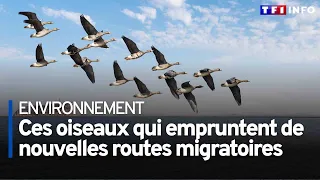 Ces oiseaux qui empruntent de nouvelles routes migratoires