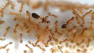 Суперколония муравьев Messor structor, Tetramorium caespitum и Monomorium Pharaonis
