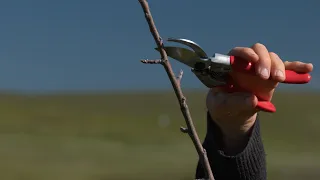 WINTER PRUNING...Fruit Tree Structure and a Demonstration of the Basic Pruning Cuts