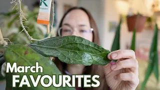 March favorites + care tips - lots of new plant growth | Plant with Roos