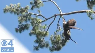 Army Veteran Rescues Eagle Stuck In Tree