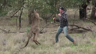 Sniper vs Kangaroo