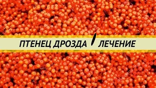 Лечение птенца дрозда-рябинника.