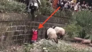 When Pandas Attack