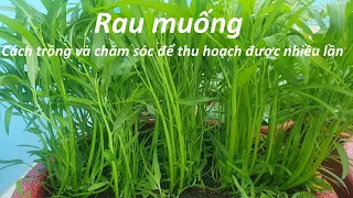 Rau muống: cách trồng và chăm sóc để thu hoạch được nhiều lần | Grow Water Spinach from seeds