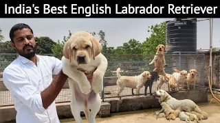 इस युवा का MBA Labrador Kennel | English Labrador Retriever | Sandhu Agrofarm
