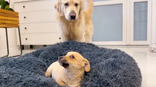 Golden Retriever Shocked by a Puppy occupying his bed!