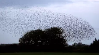 Gretna Starling Murmuration 20th October 2015