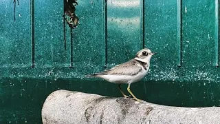 Liberato l’uccello migratore ferito da una lenza da pesca abbandonata in spiaggia