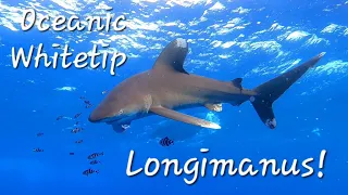 Oceanic Whitetip Shark, Elphinstone Reef Longimanus #shark #oneblueocean