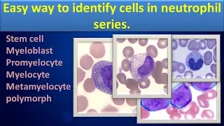 Easy way to identify cells in Neutrophil series.(Clear overview)...
