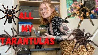 Meet ALL My Pet TARANTULAS! collection tour!