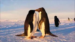 Penguin Love Story