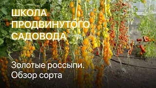 Золотые россыпи. Обзор сорта. Школа продвинутого садовода