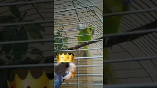 у тебя не ужасный характер (приколы с попугаями)🐦🦜