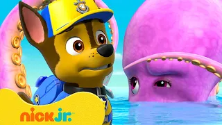 PAW Patrol's Ocean Animals Rescue & Adventures! w/ Chase 🐙 10 Minutes | Nick Jr.
