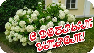 С Добрым утром! 🌸Пускай душа от радости поет! 🌸Красивая музыкальная открытка🌸