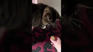 Cat plays fetch