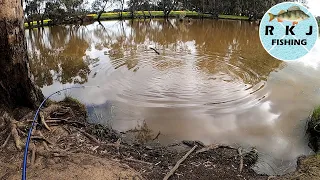 I wasn't expecting to catch THIS in the Campaspe River!!!