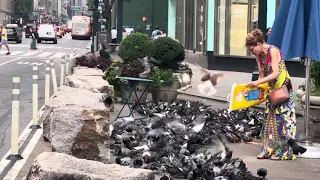 Feeding Frenzy: Watch This Lady Attract Hundreds of Pigeons in NYC - Herald Square, New York City