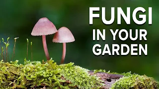 Cultivating the Fungi in Your Garden