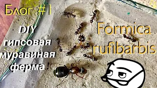 Formica rufibarbis // DIY формикарий из гипса // кормление и охота племени руфибарбисов