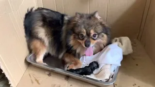 Nanganak na ang aming Pomeranian Dog na si KIWI