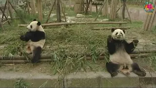 40 ans d'histoires - Ep 8 : L' arrivée des pandas