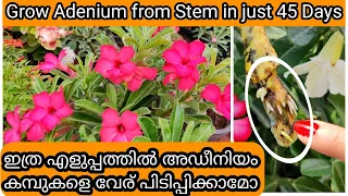 Grow Adenium from Stems | Adenium Stem Propagation | കമ്പിൽ നിന്ന് അഡീനിയം ചെടി വളർത്താൻ എളുപ്പവഴി